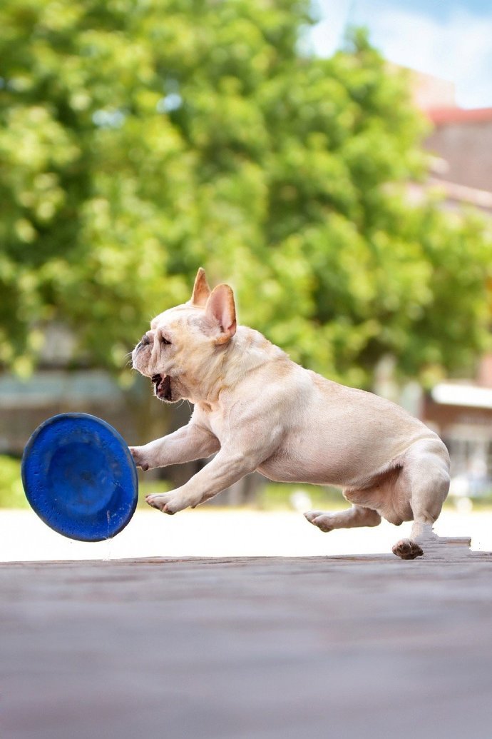 一组玩飞盘的法斗犬图片