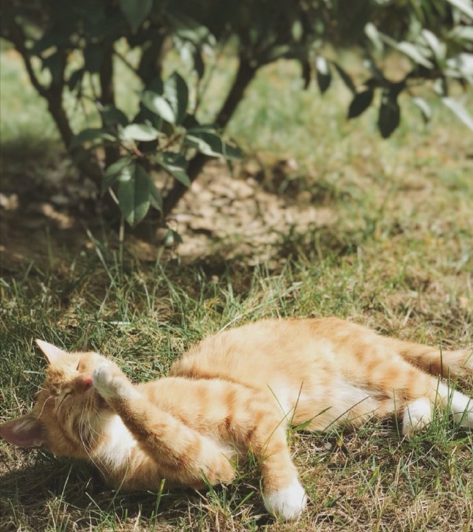 闲适舒服的懒猫猫