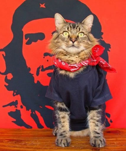 穿衣服的猫猫图片