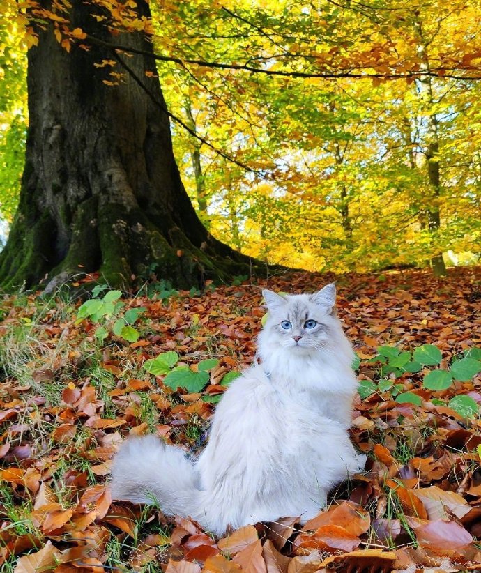 一只比利时的西伯利亚森林猫，神仙喵仙女