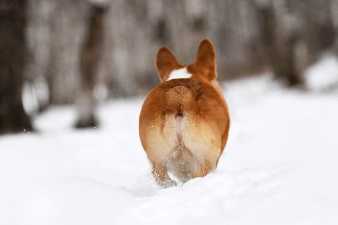 一组雪地里可爱的柯基图片欣赏