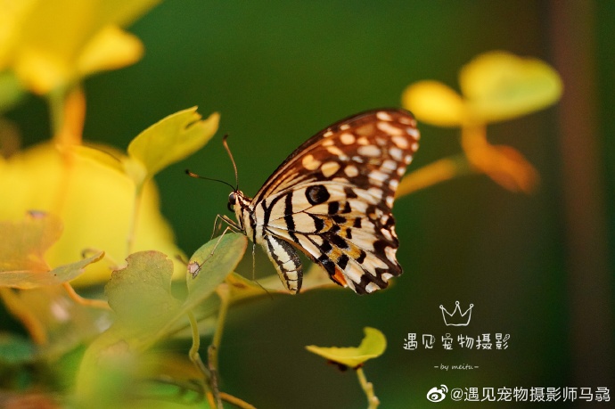 近距离拍摄的唯美蝴蝶图片