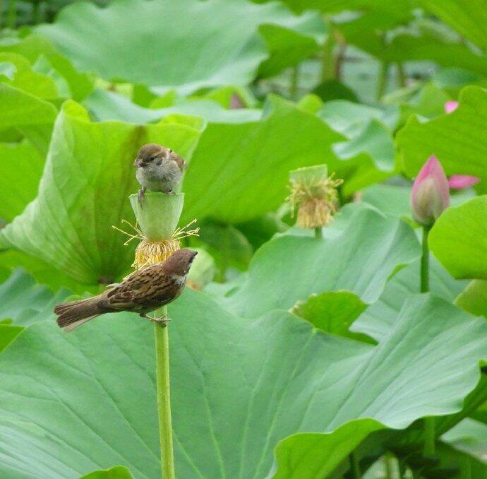 荷花上的小鸟唯美意境图片