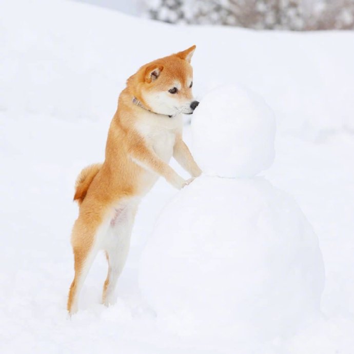 下雪天，最开心的除了南方人，还有狗子们