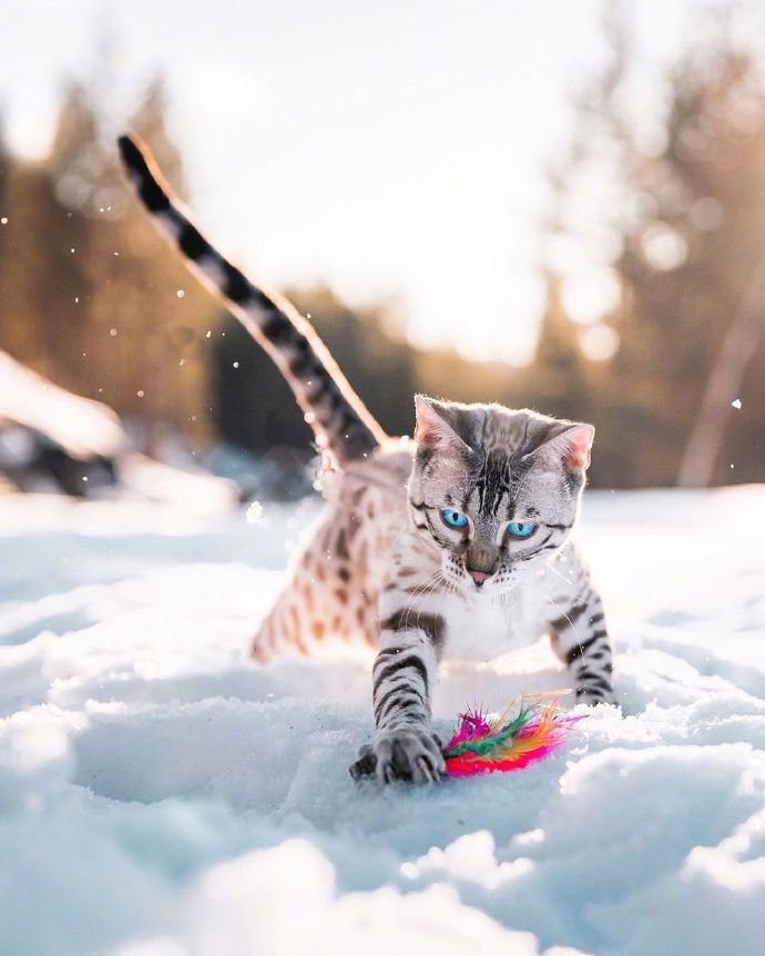 再酷的猫雪地里也怕冷！我穿件衣服再来拍