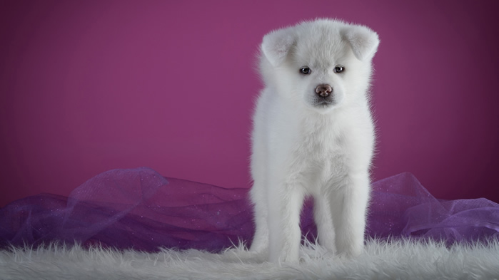 一组可爱呆萌的秋田犬图片欣赏