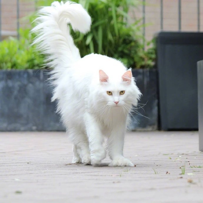 一只超酷的白色缅因猫，眼神自带杀气