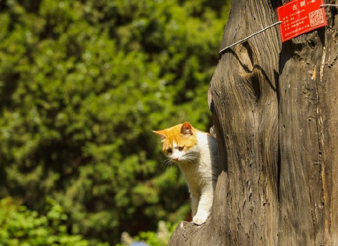 喜欢攀爬的猫猫图片