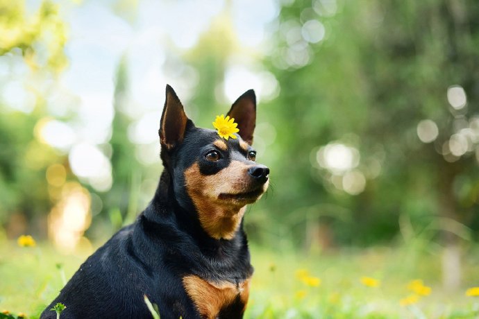 一组可爱的黑色小鹿犬图片