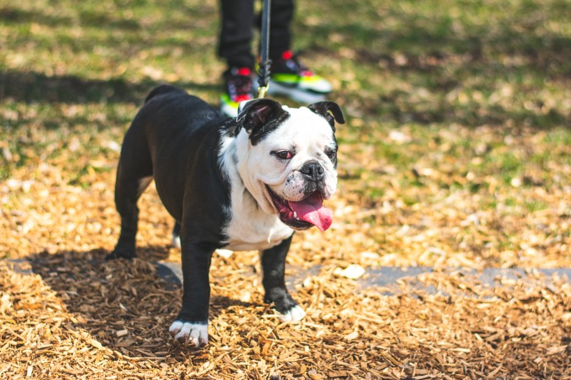 一組安靜可愛的斗牛犬圖片欣賞