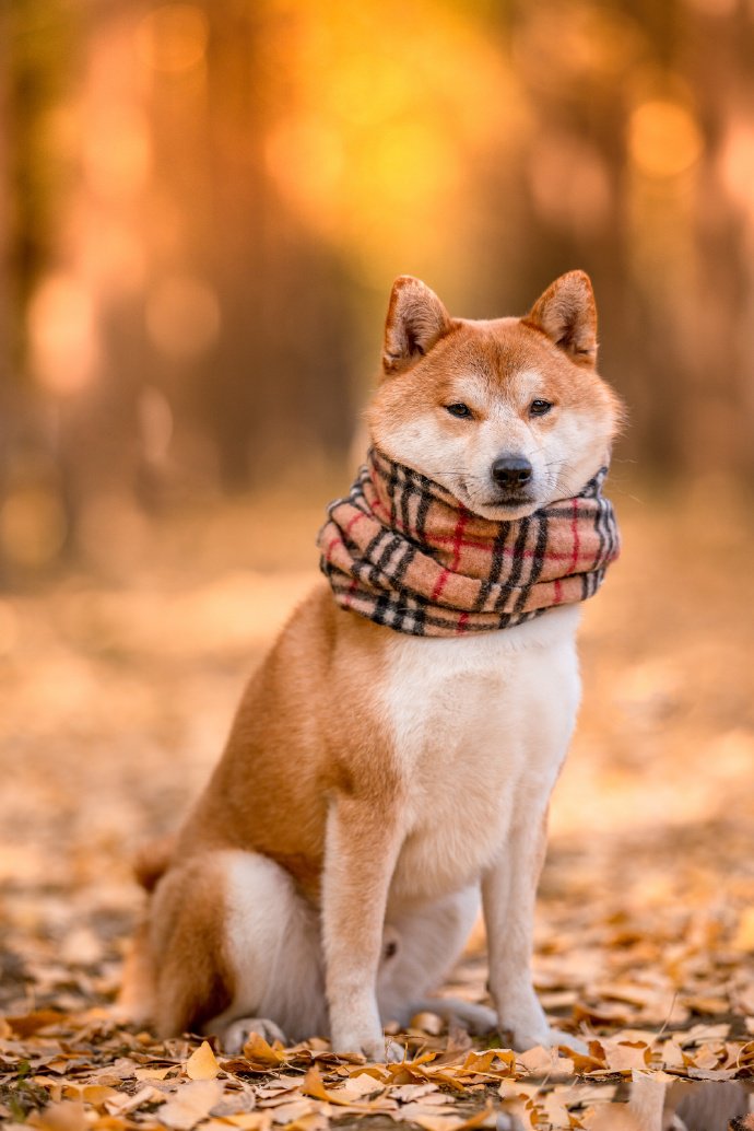 戴圍巾的可愛柴犬圖片欣賞