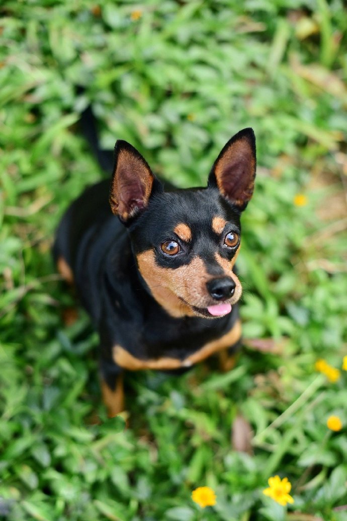 一组可爱的黑色小鹿犬图片