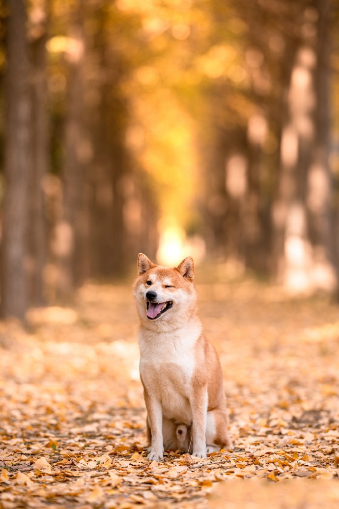 戴围巾的可爱柴犬图片欣赏