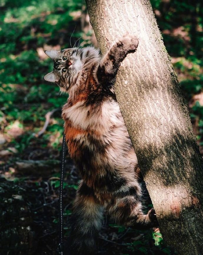 一只散步在深秋林地中的挪威森林-缅因混血猫