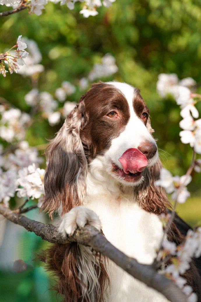 一組史賓格犬春天里的寫(xiě)真圖