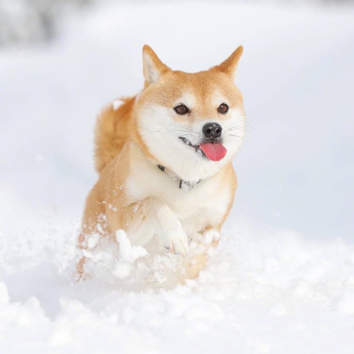 下雪天，最開心的除了南方人，還有狗子們