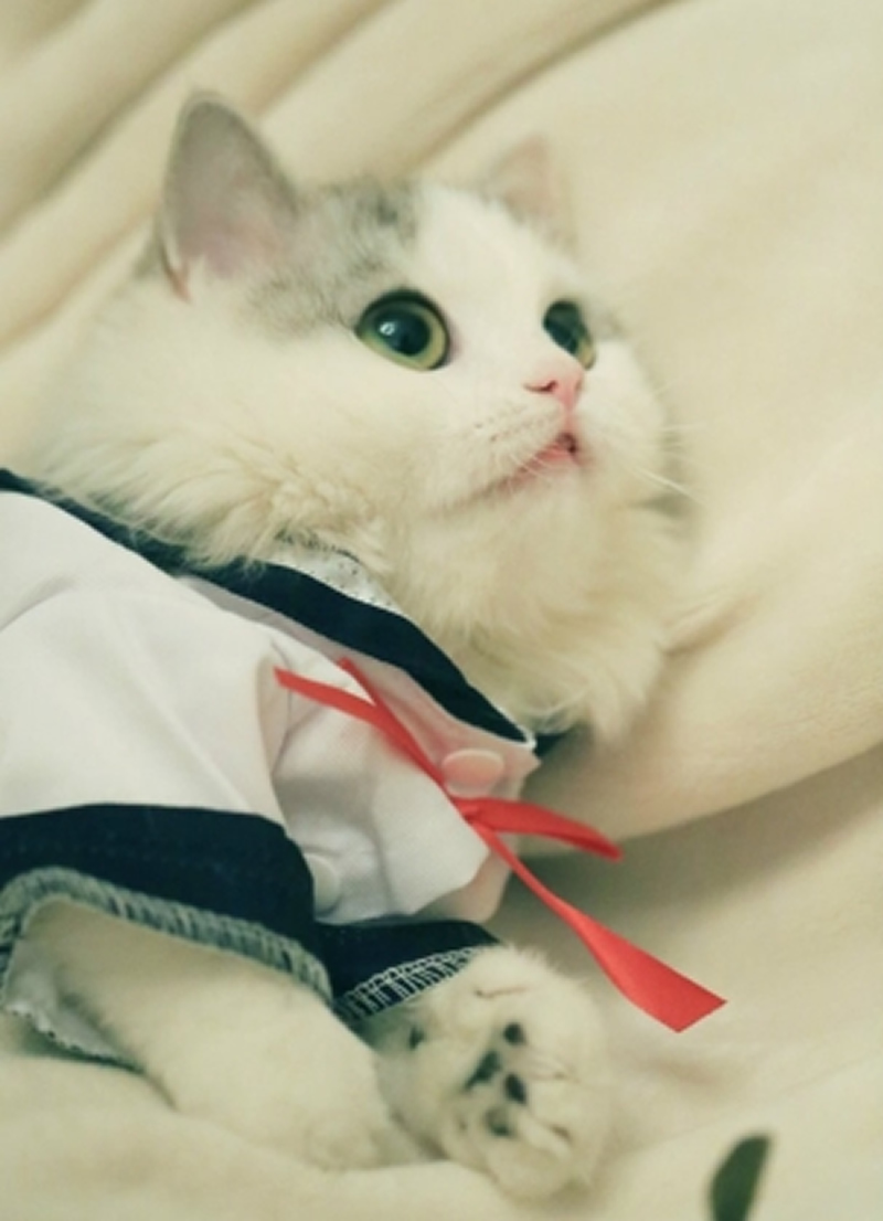 穿衣服的布偶猫写真图片