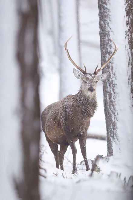 在雪地里驕傲的鹿先生圖片