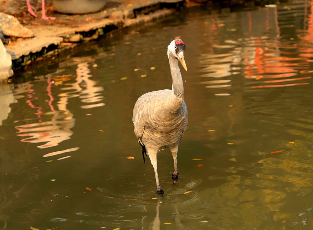 動(dòng)物園里的火烈鳥覓食圖片