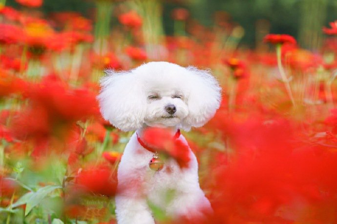 一组沉浸在美丽花海贵宾犬