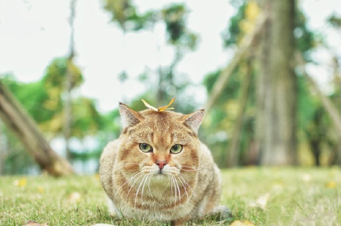 爱揣手手的猫猫图片