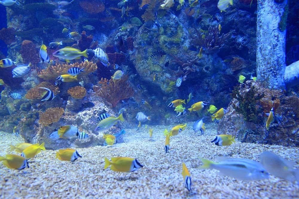 一組漂亮的海里魚(yú)兒圖片