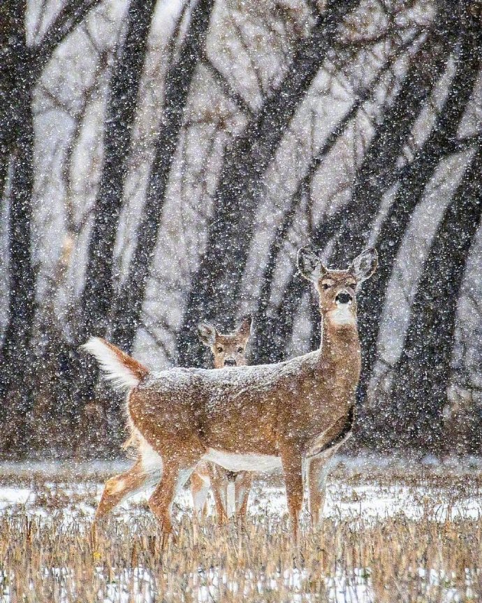 一组送好运的雪鹿图片欣赏