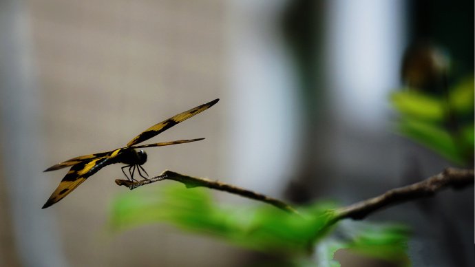 一組黃黑色的蜻蜓圖片