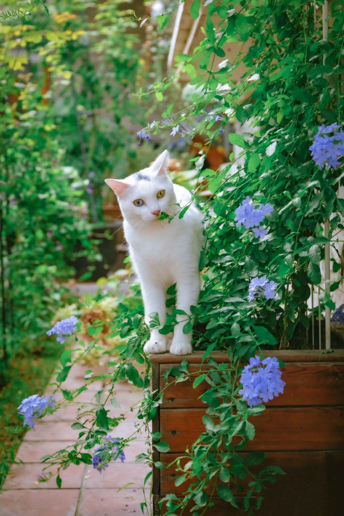 花园里的美猫图片