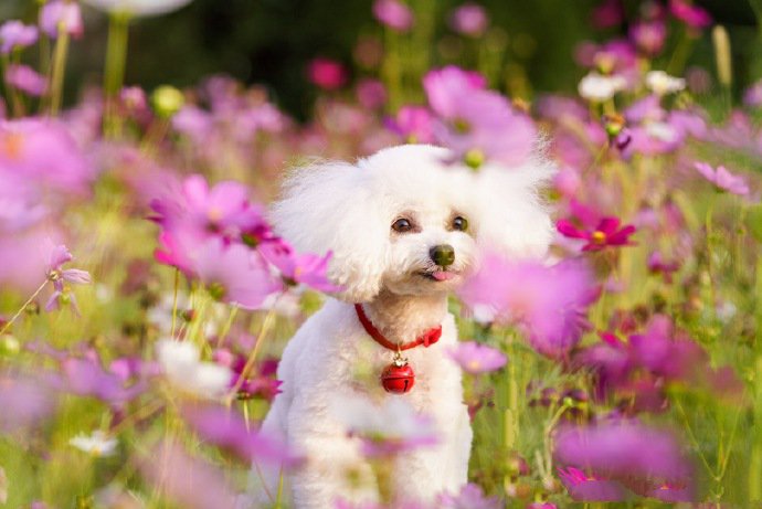 一组沉浸在美丽花海贵宾犬