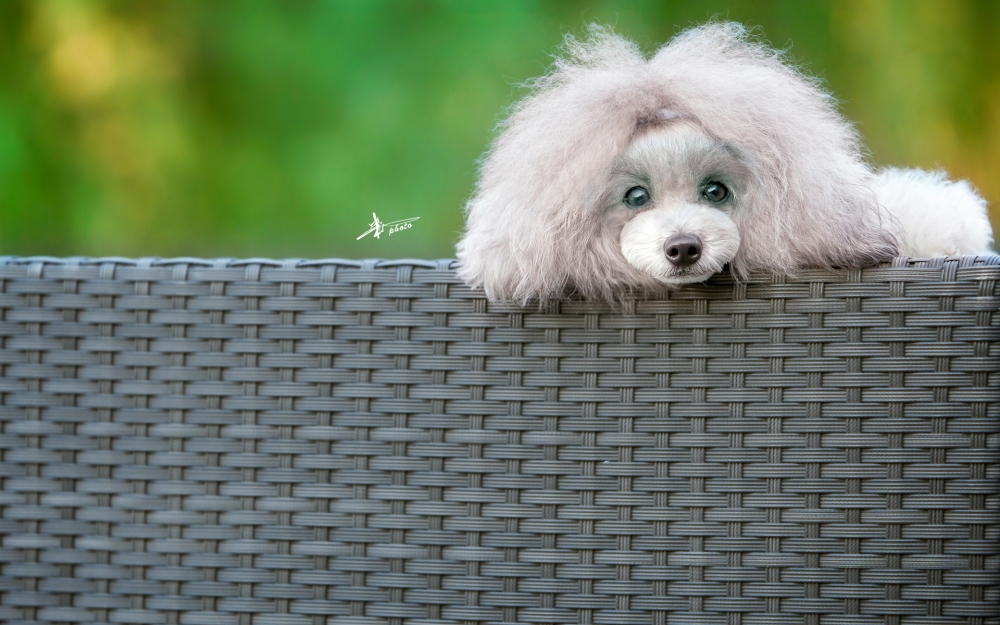 一组可爱萌萌哒的贵宾犬图片