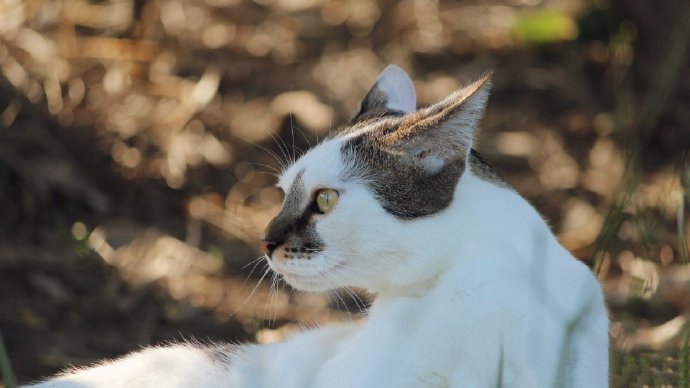 可动可静的小猫咪图片