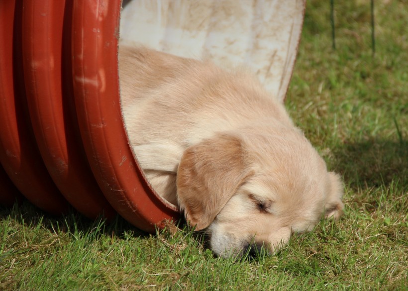 金毛犬图片