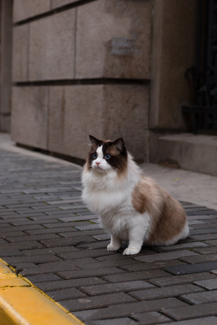 毛发蓬松的布偶猫图片