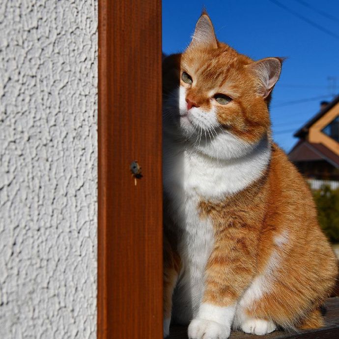 一组胖嘟嘟的橘猫图片