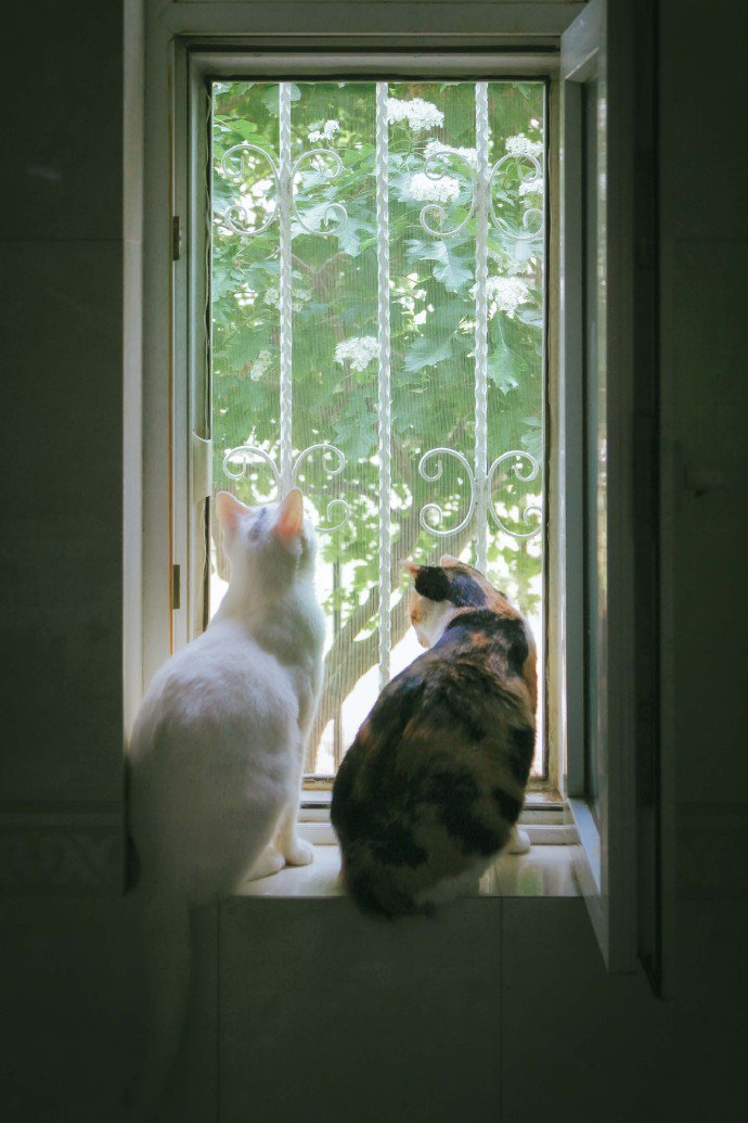 一组温馨有爱的猫咪图片