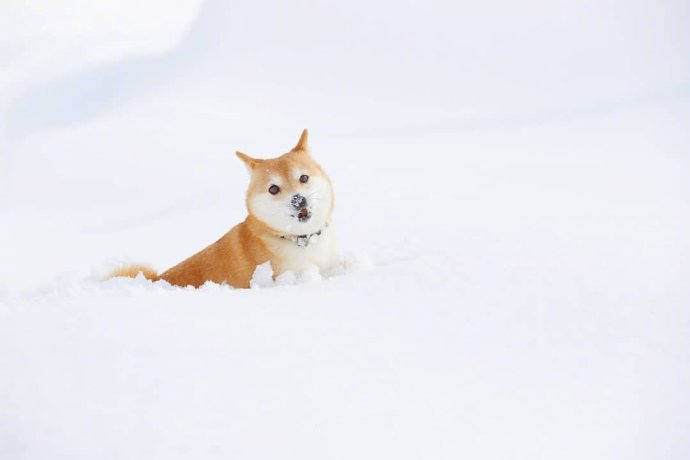 下雪天，最开心的除了南方人，还有狗子们