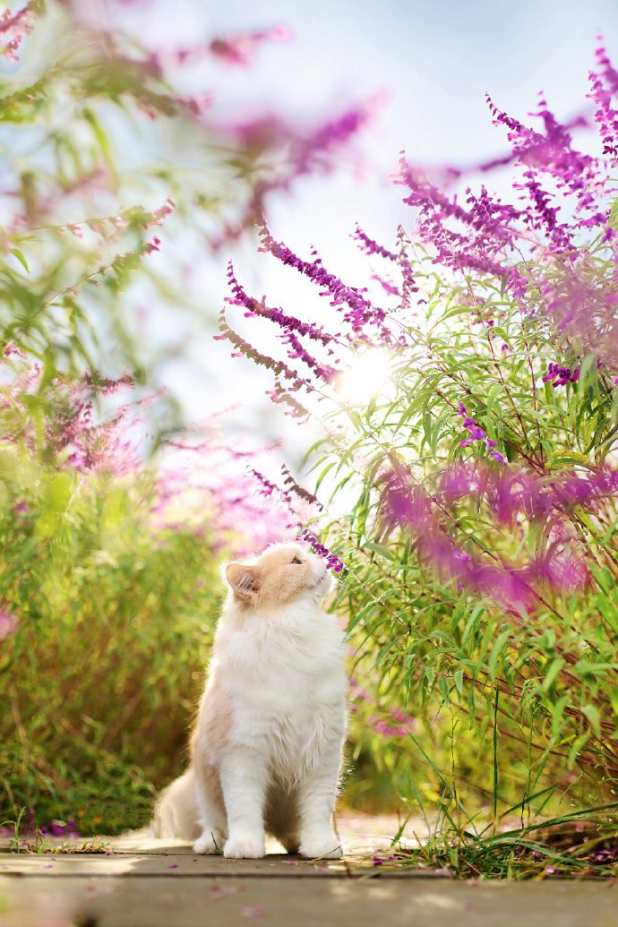 漂亮的猫咪外景写真图片