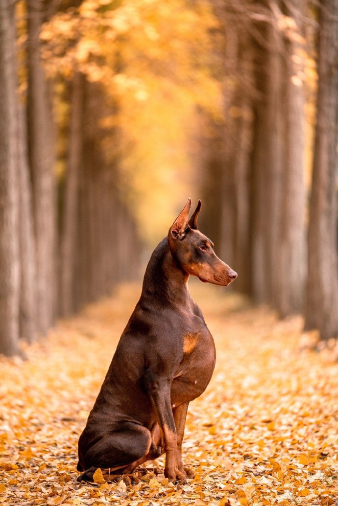 一組威武霸氣的杜賓犬圖片欣賞