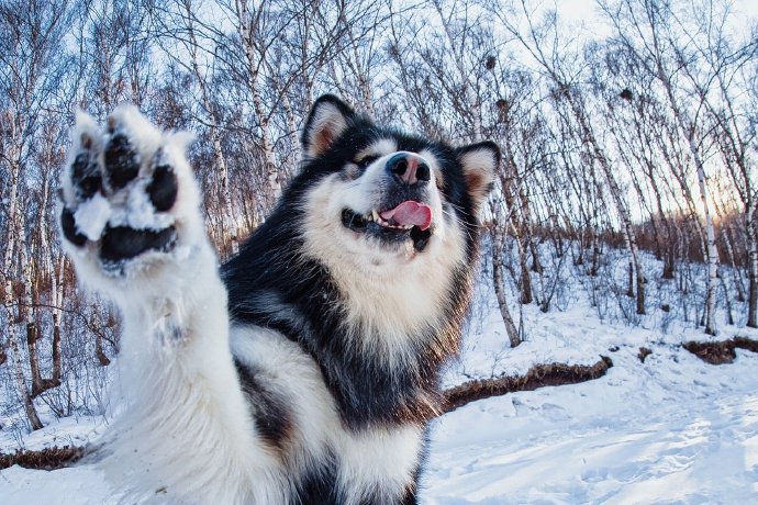 阿拉斯加是雪橇三傻的老大