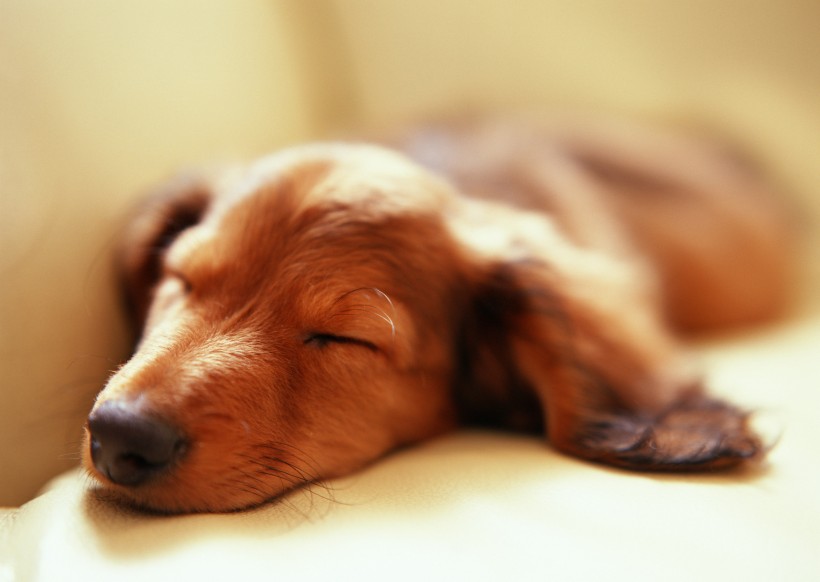 熟睡的狗狗图片