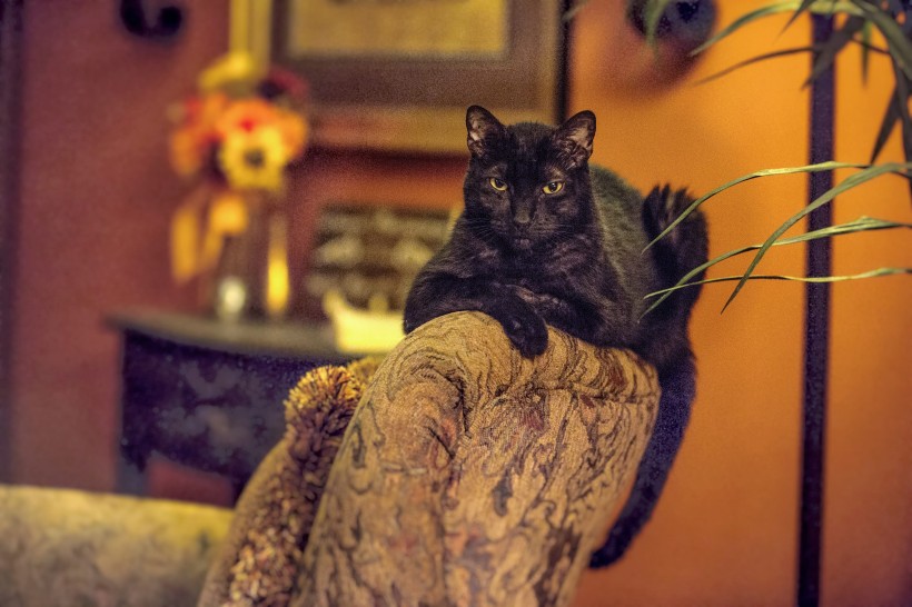 可爱的黑色小猫图片
