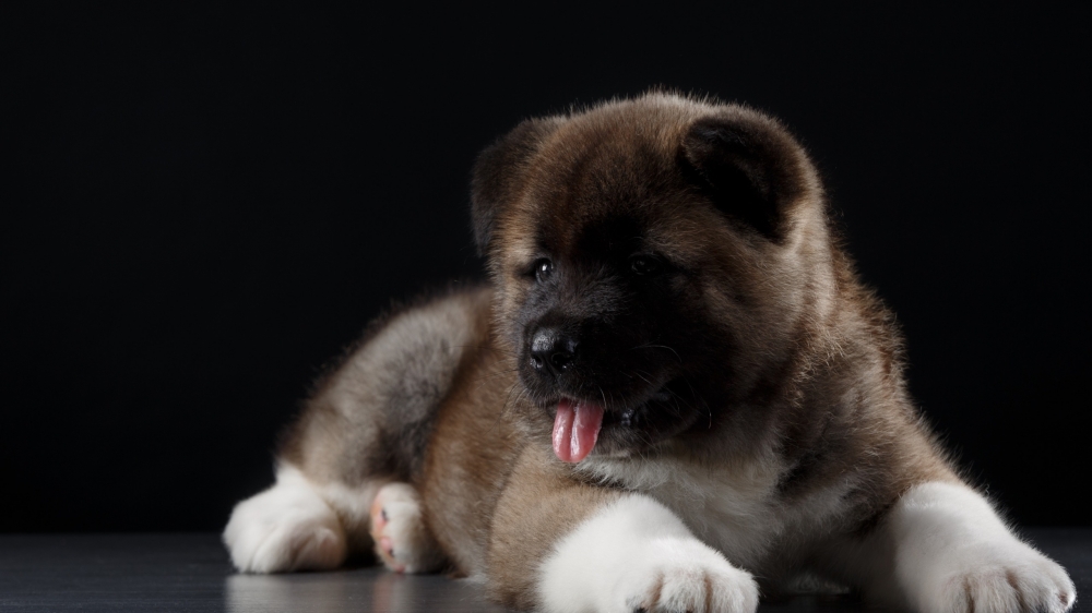 一组超可爱的秋田犬图片欣赏