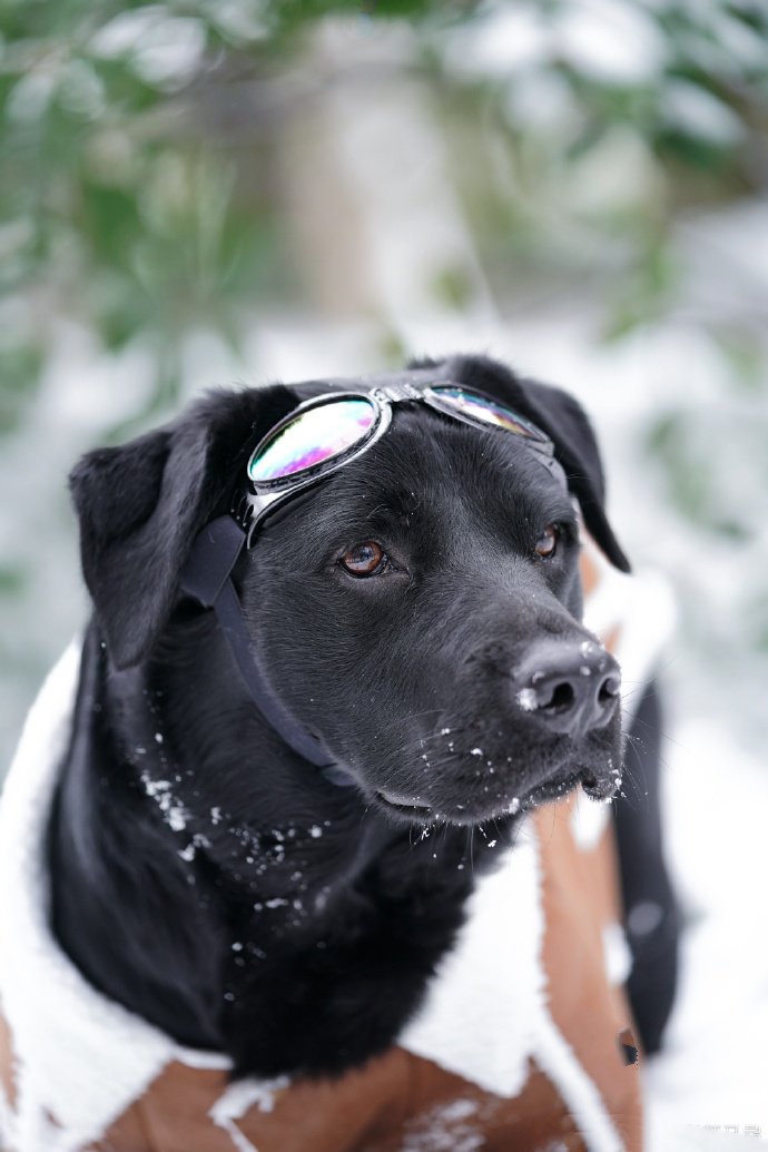 雪地里玩的开心的拉布拉多