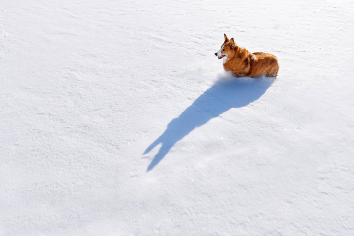 雪地里开心的柯基图片欣赏