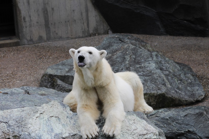 動物園中的北極熊圖片