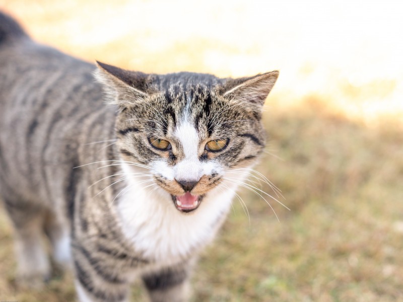 草地上的灰猫图片