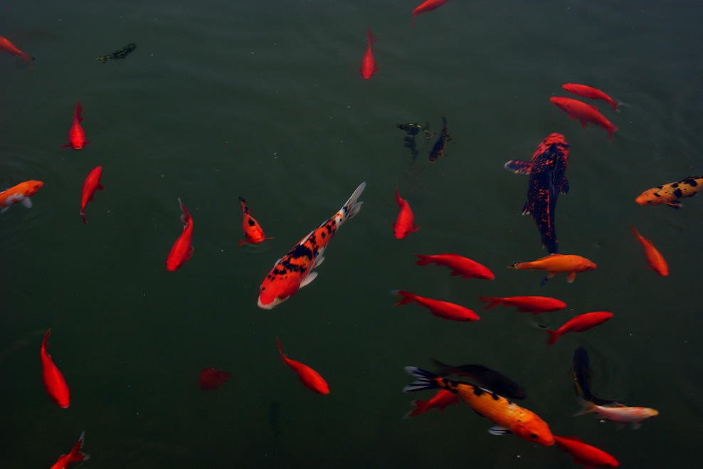 池塘里的紅色錦鯉圖片