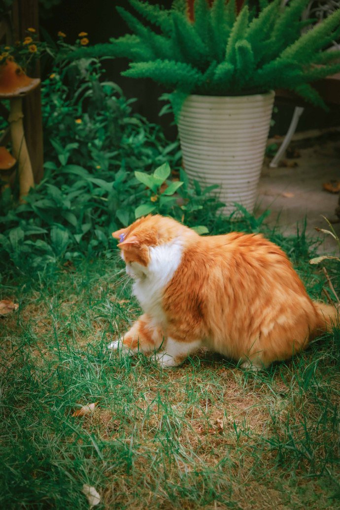 花园里的美猫图片