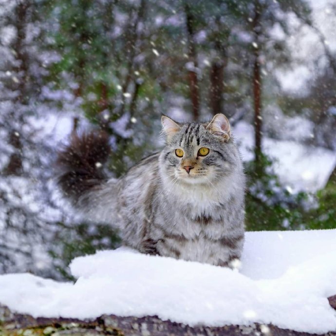 雪地里的西伯利亚猫